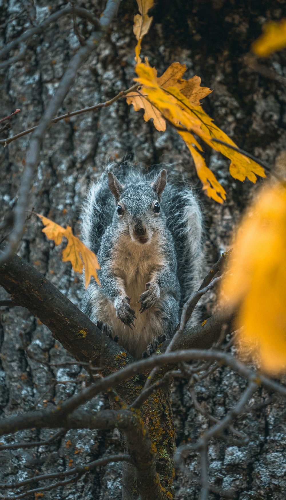 esquilo cinzento no galho marrom da árvore durante o dia