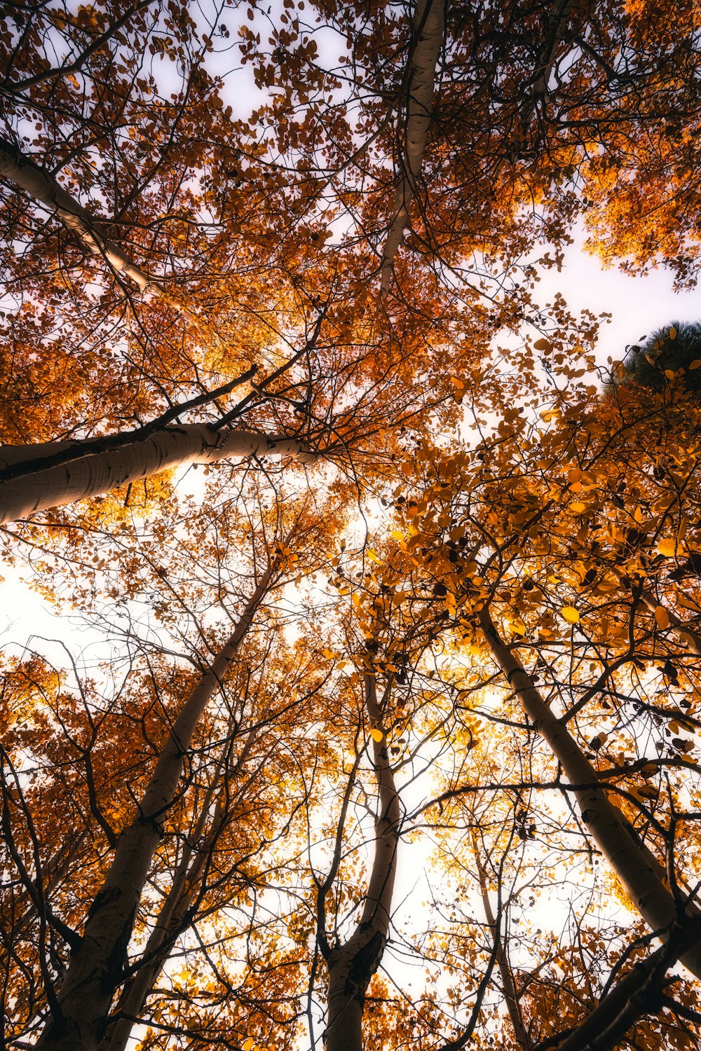 brown and yellow leaf trees