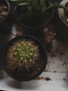 A green cactus with spiky needles is placed in a small black pot filled with soil. It is surrounded by other potted plants, some of which have broad green leaves. Soil is scattered around the pots, creating a rustic, natural setting.