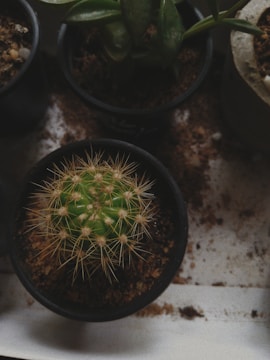 A green cactus with spiky needles is placed in a small black pot filled with soil. It is surrounded by other potted plants, some of which have broad green leaves. Soil is scattered around the pots, creating a rustic, natural setting.