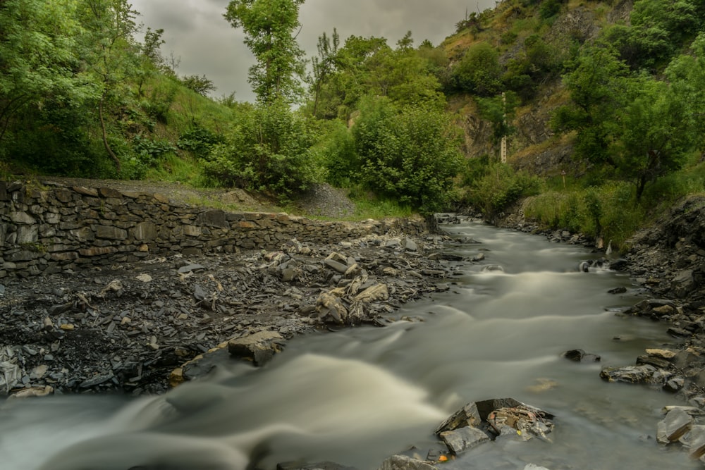 green trees beside river during daytime