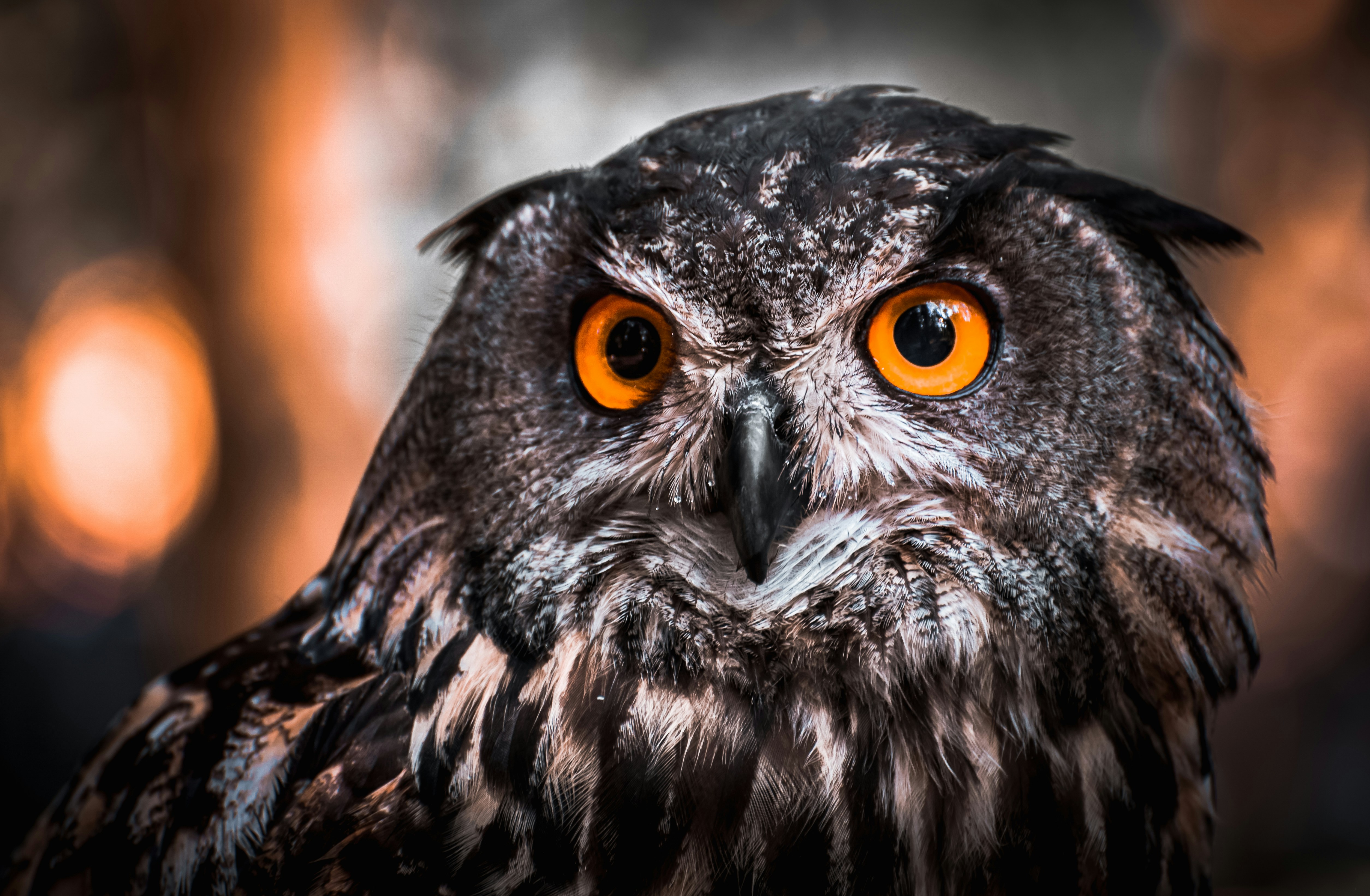 Black and white owl in close up photography photo – Free Grey Image on  Unsplash, image size:3000x1962