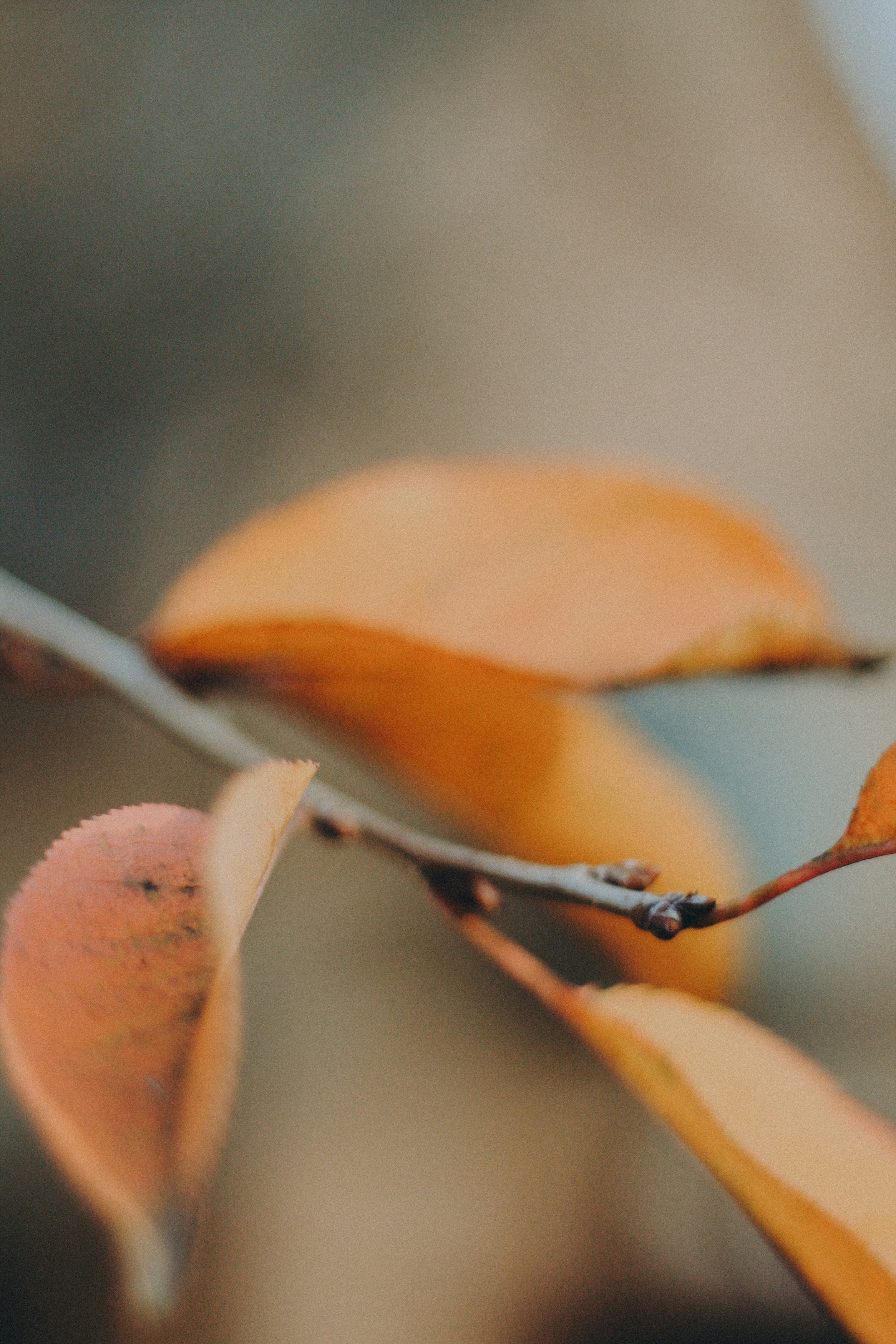 brown dried leaves in tilt shift lens
