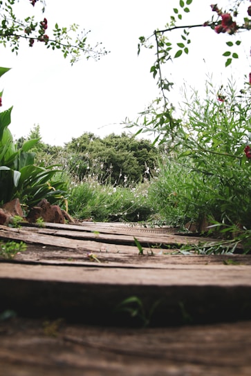 green plants on brown soil