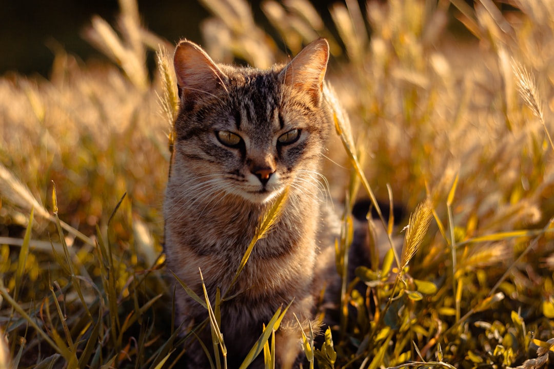 brown tabby cat on green grass during daytime