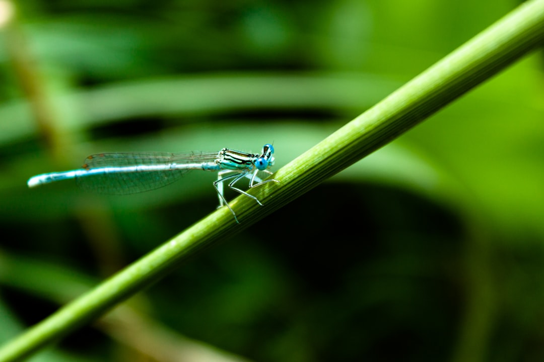 blue damselfly perched on green leaf in close up photography during daytime