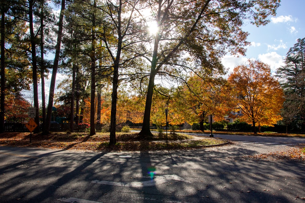 brown trees on gray concrete pathway during daytime