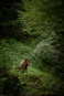 brown horse on green grass field during daytime