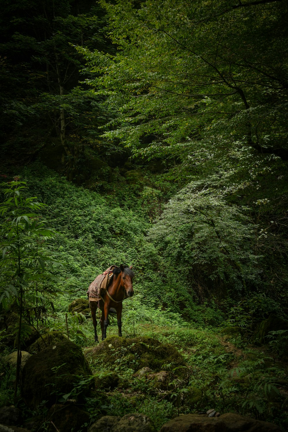 brown horse on green grass field during daytime