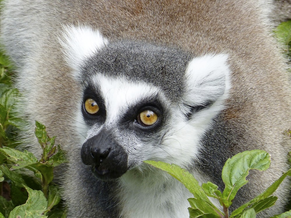 animale bianco e nero su superficie marrone