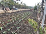 A cultivated garden plot with neat rows of young plants growing in rich, dark soil. Drip irrigation lines run parallel to the rows. In the background, there are stone edges, garden pots, and various garden equipment scattered around. The scene is enclosed by a wire fence with a natural landscape of trees and hills in the distance.