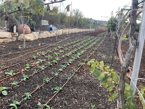Field installation showing rows of drip irrigation hoses laid out with 20 cm emitter spacing