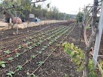 A cultivated garden plot with neat rows of young plants growing in rich, dark soil. Drip irrigation lines run parallel to the rows. In the background, there are stone edges, garden pots, and various garden equipment scattered around. The scene is enclosed by a wire fence with a natural landscape of trees and hills in the distance.