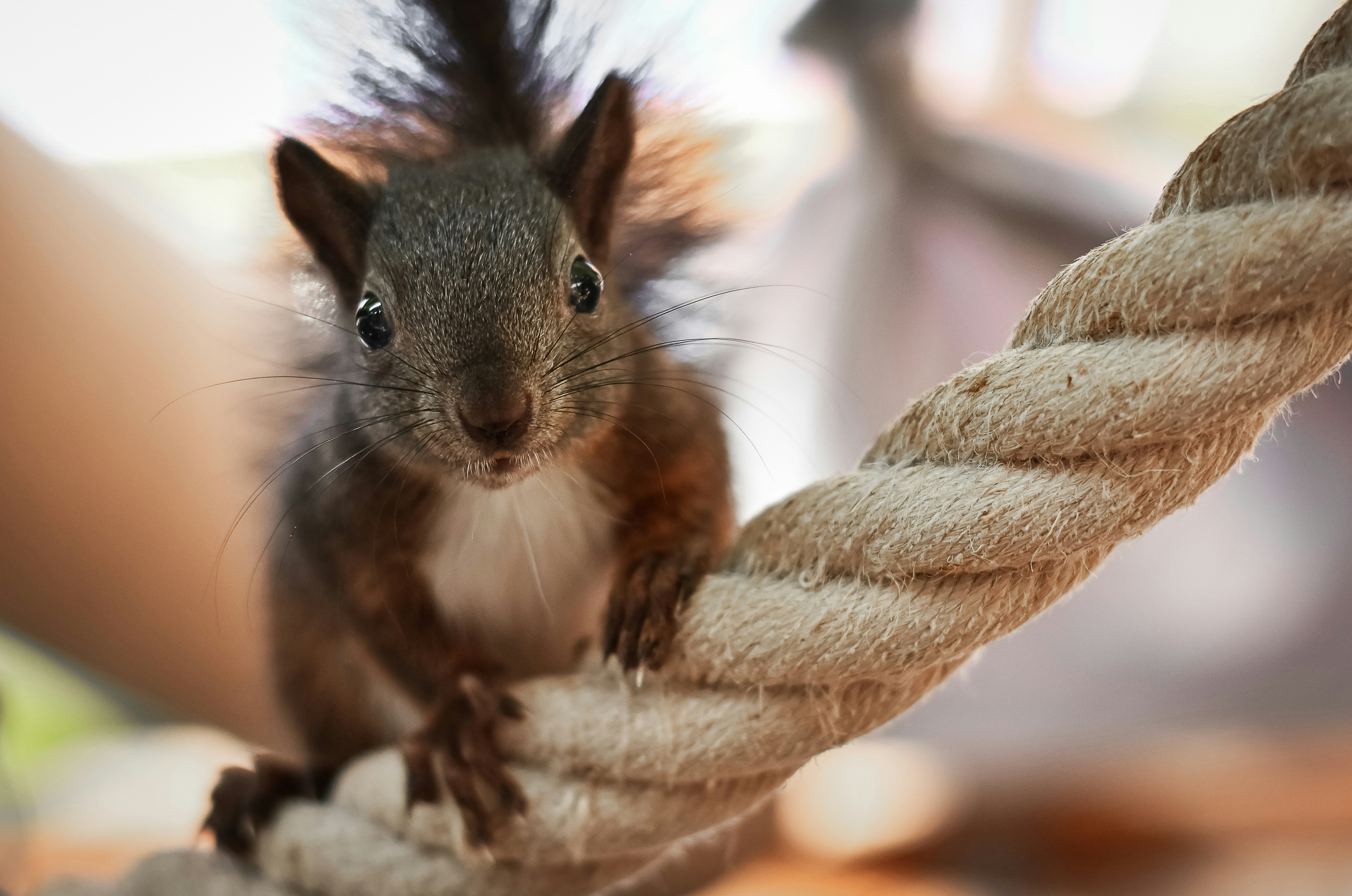 brown and white squirrel on brown textile