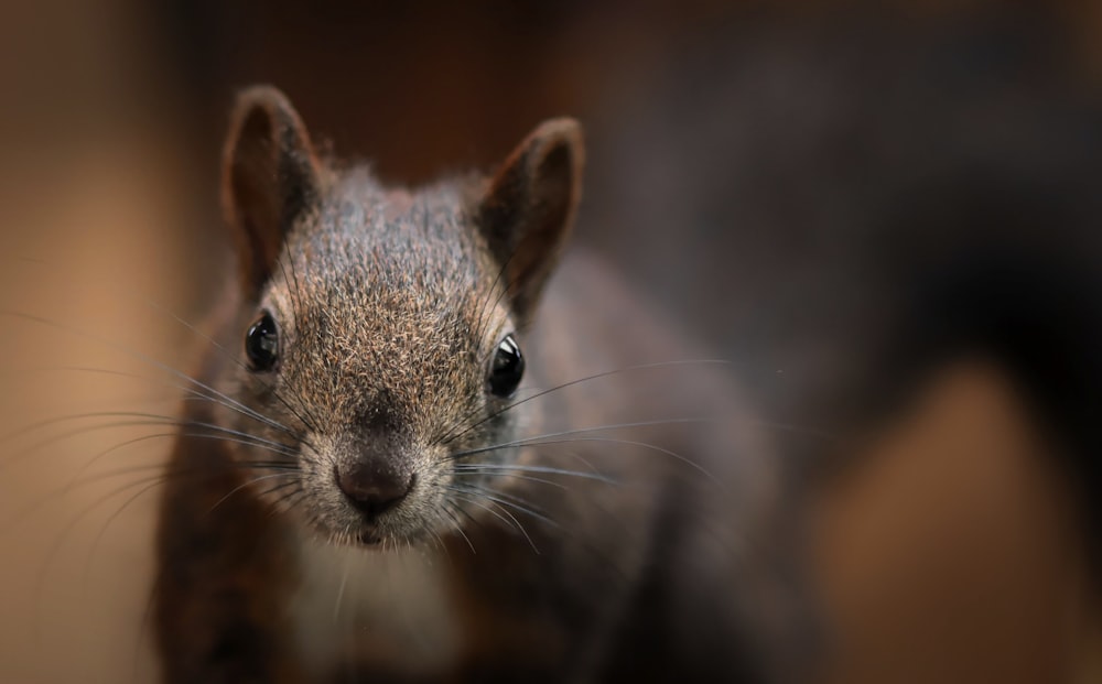 brown and gray rodent in close up photography