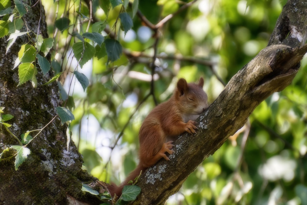 brown squirrel on tree branch during daytime