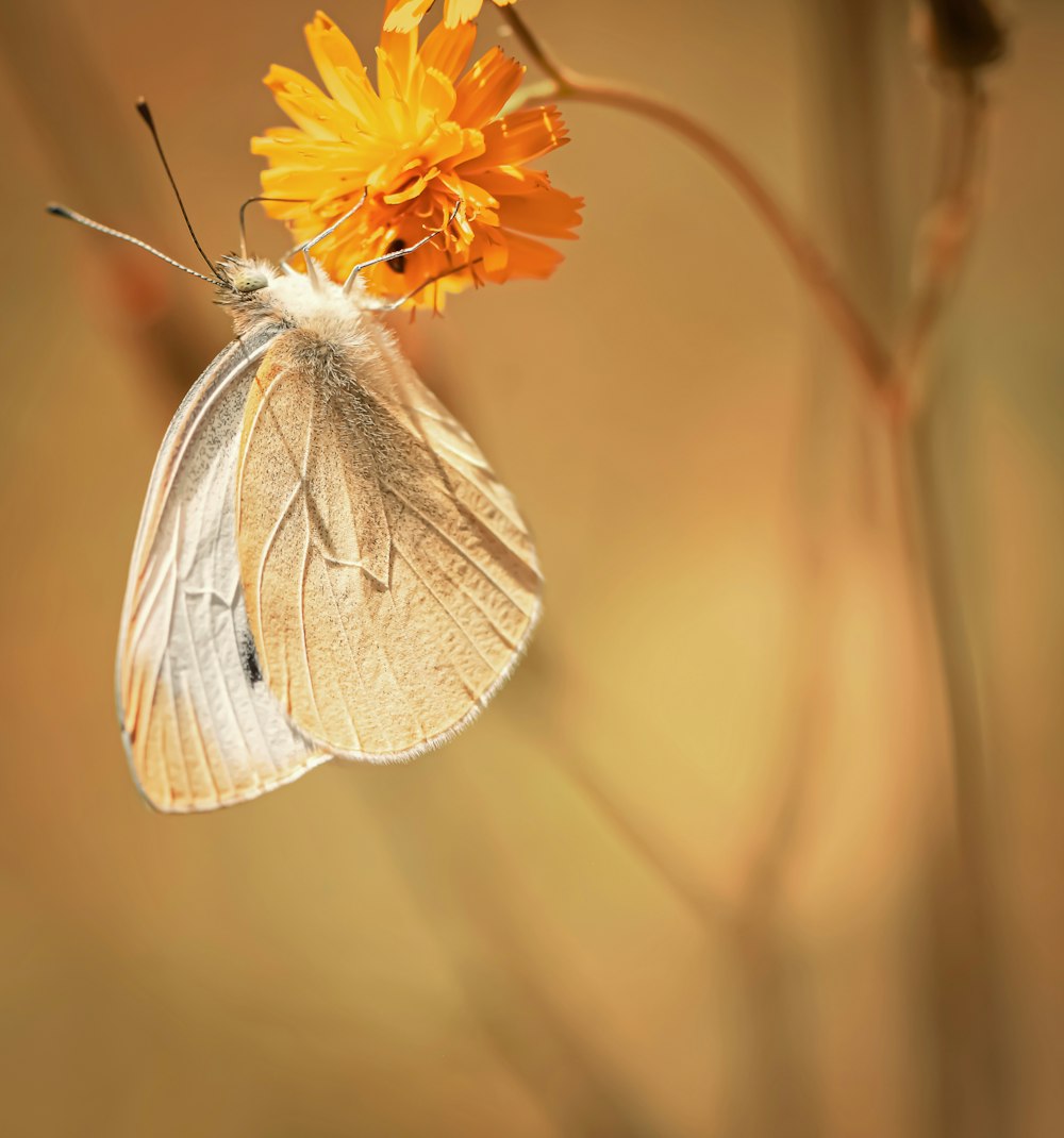 mariposa blanca y amarilla posada en flor amarilla en fotografía de primer plano durante el día