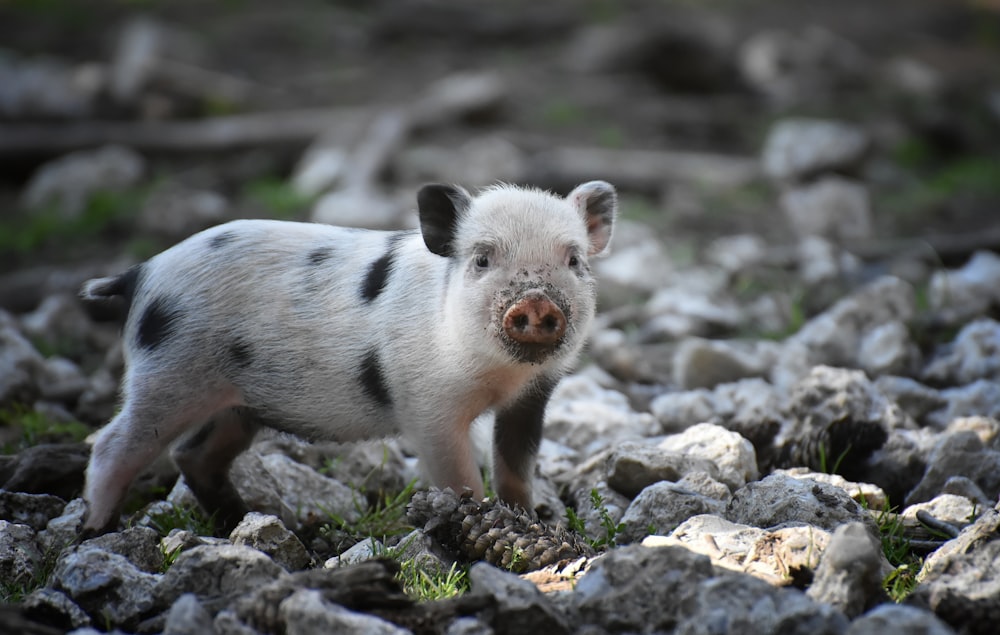 white and black piglet on gray rocky ground during daytime