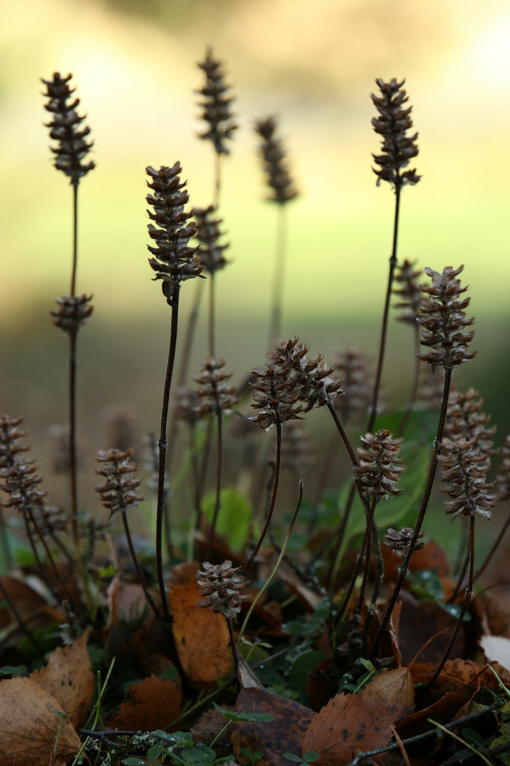 green and brown plant during daytime