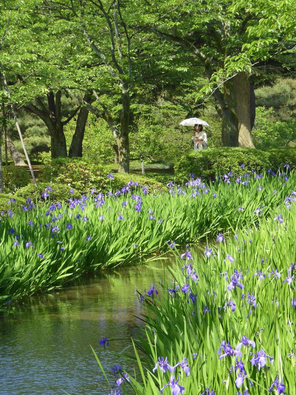 purple flower beside river during daytime