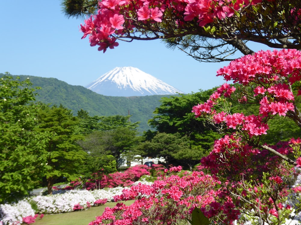 昼間の山の近くの赤と緑の木々