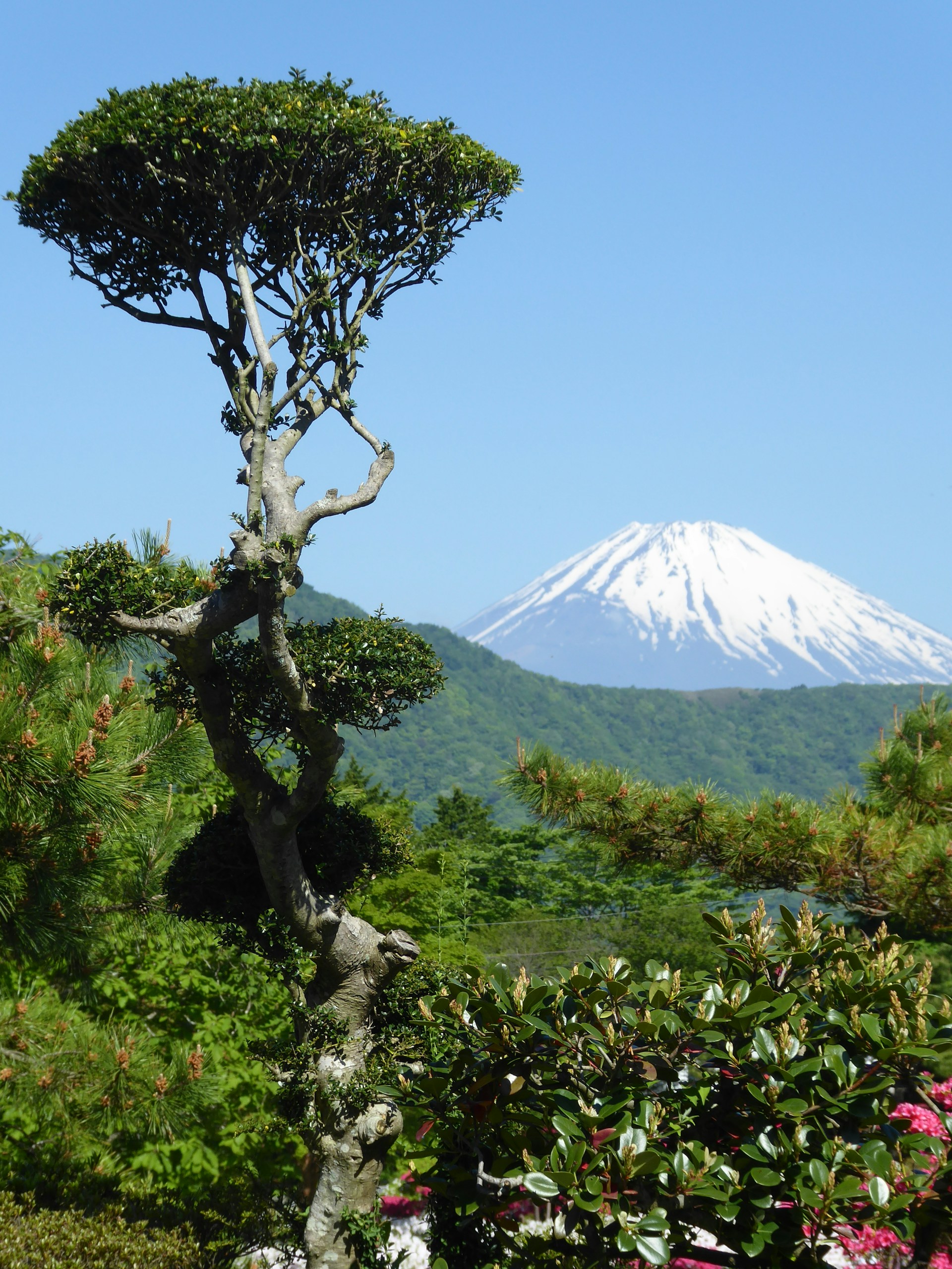 green tree near white mountain under blue sky during daytime
