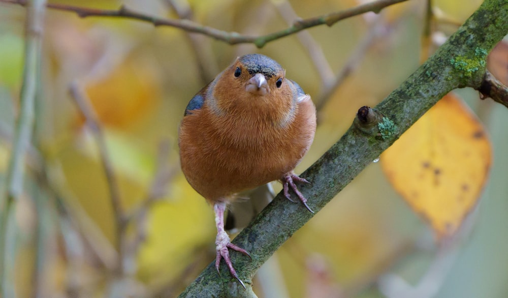 orange and blue bird on tree branch during daytime