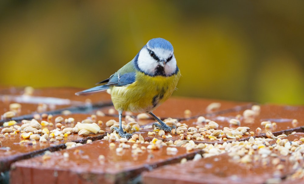 oiseau jaune, blanc et bleu sur table en bois marron