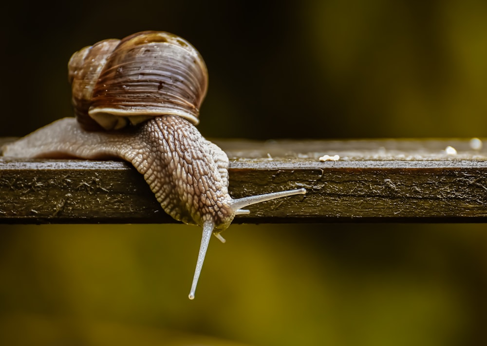 braune Schnecke auf braunem Holzstab