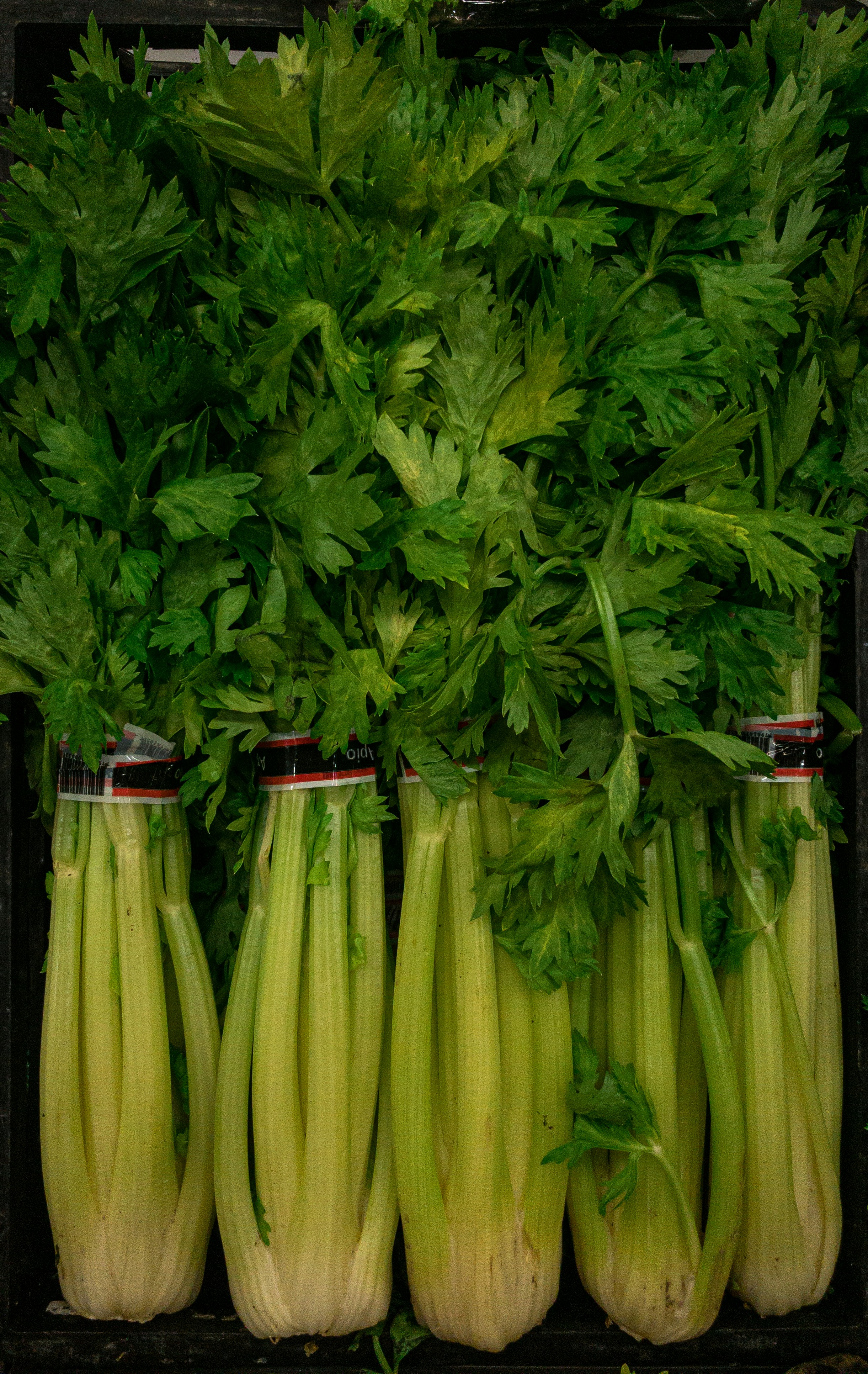 Unlocking the Power: The Amazing Tomato Celery Juice Benefits for Your Health