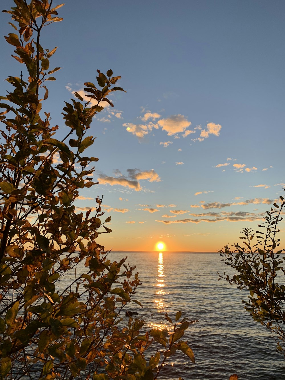 silhouette of tree near body of water during sunset