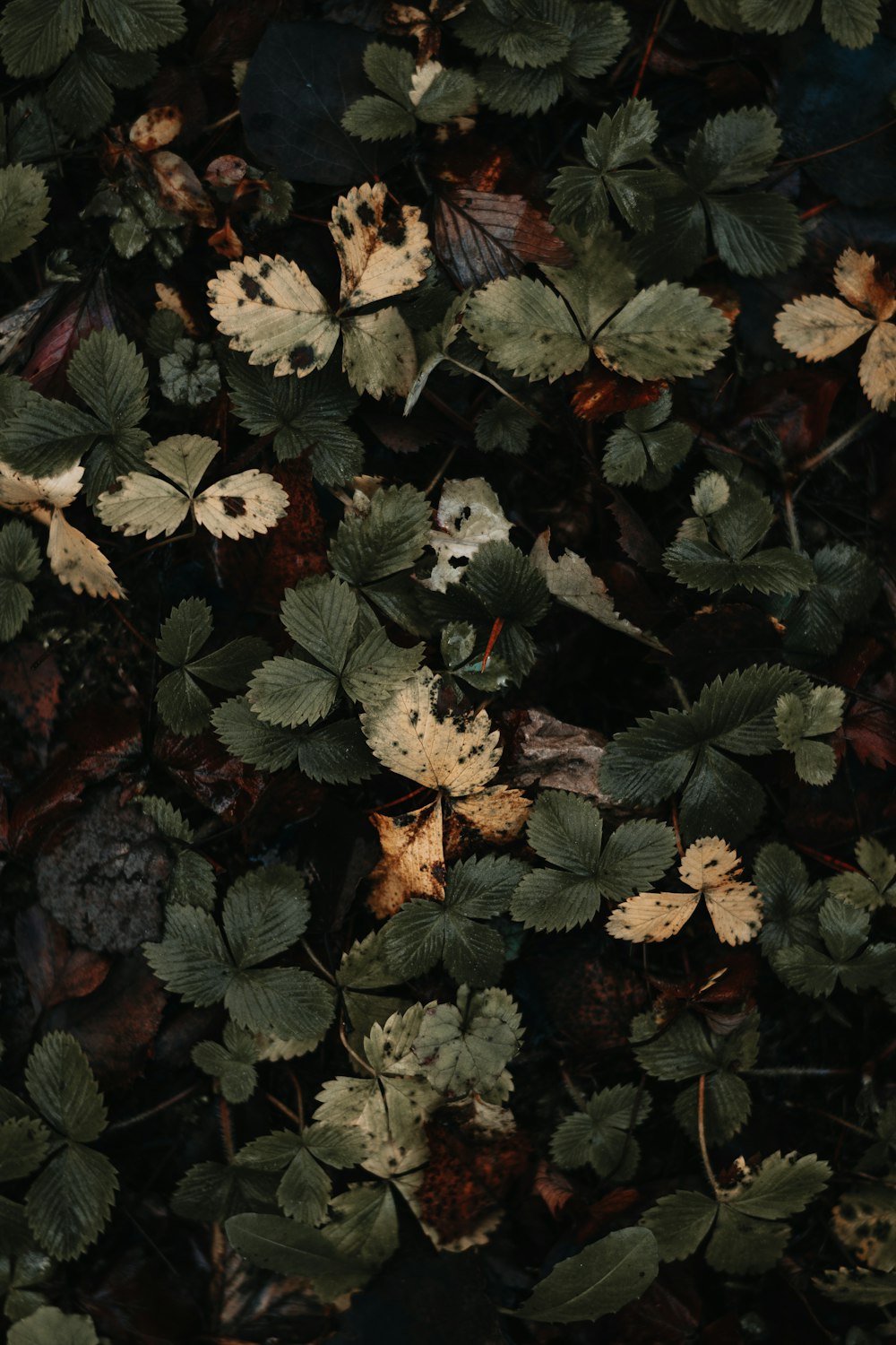 green and brown leaves plant