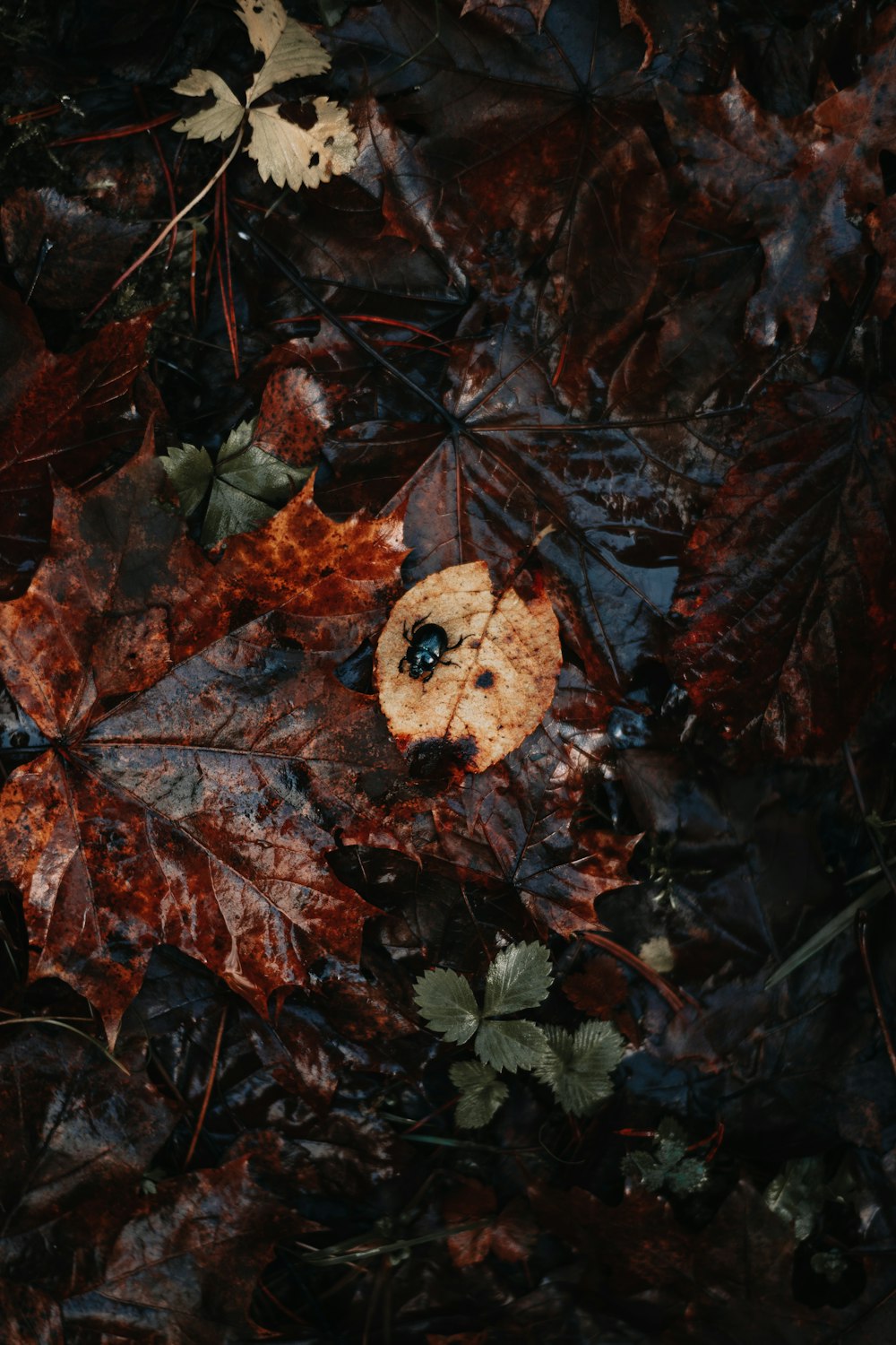 brown dried leaves on ground