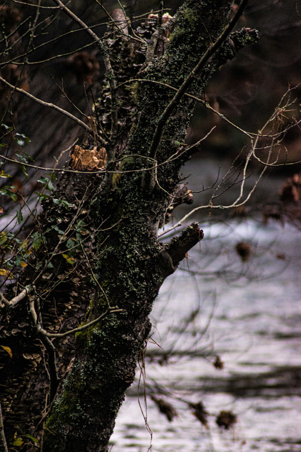 brown tree branch with snow