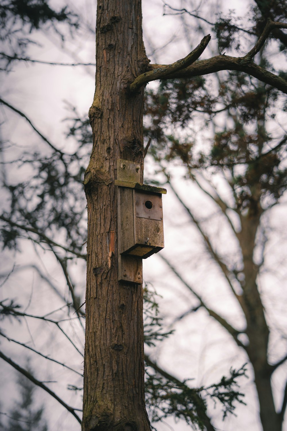 brown wooden birdhouse on brown tree branch