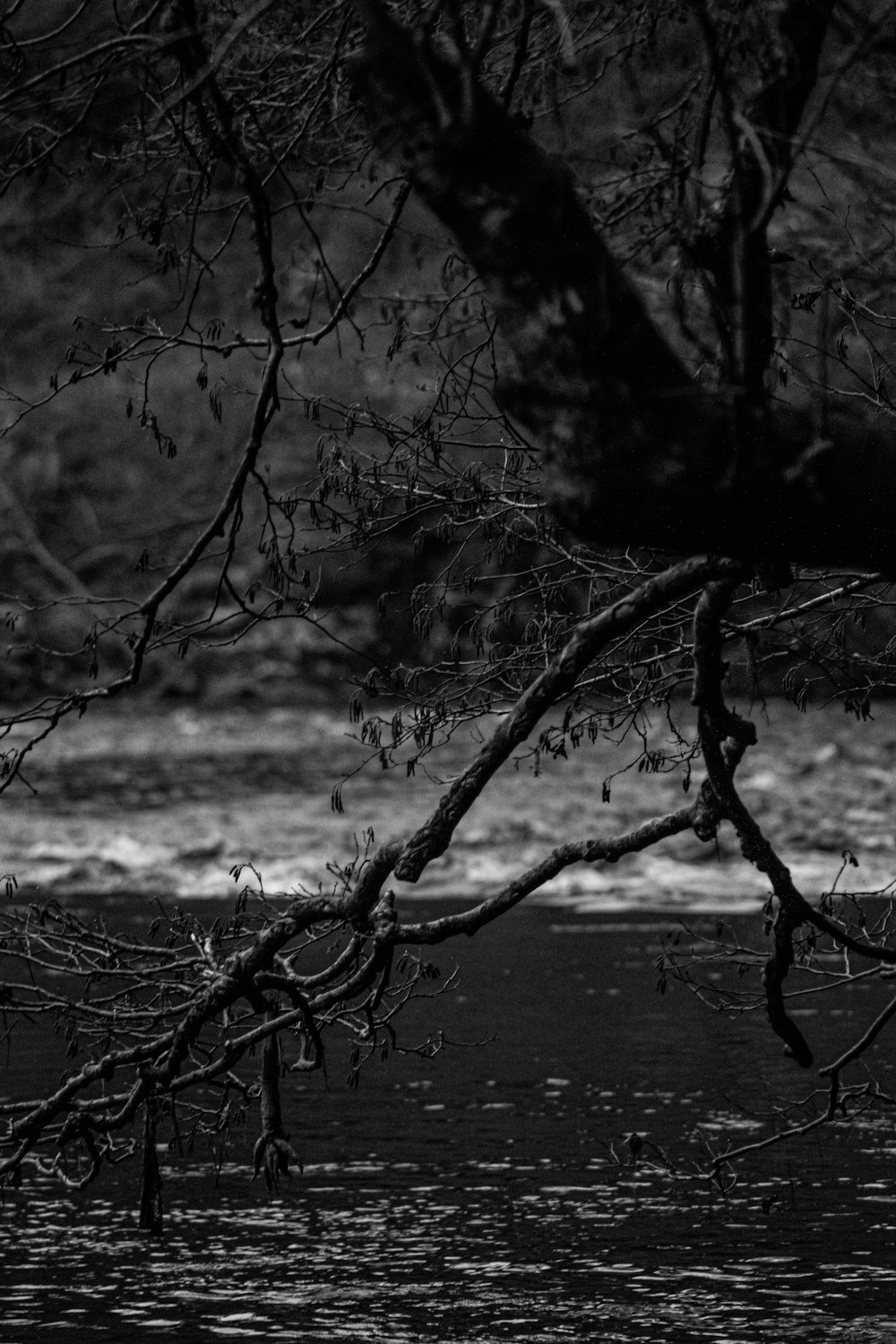 grayscale photo of leafless tree