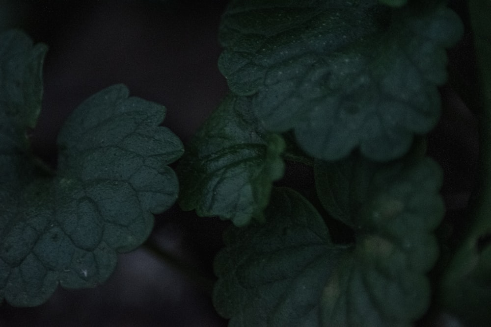 green leaves in close up photography