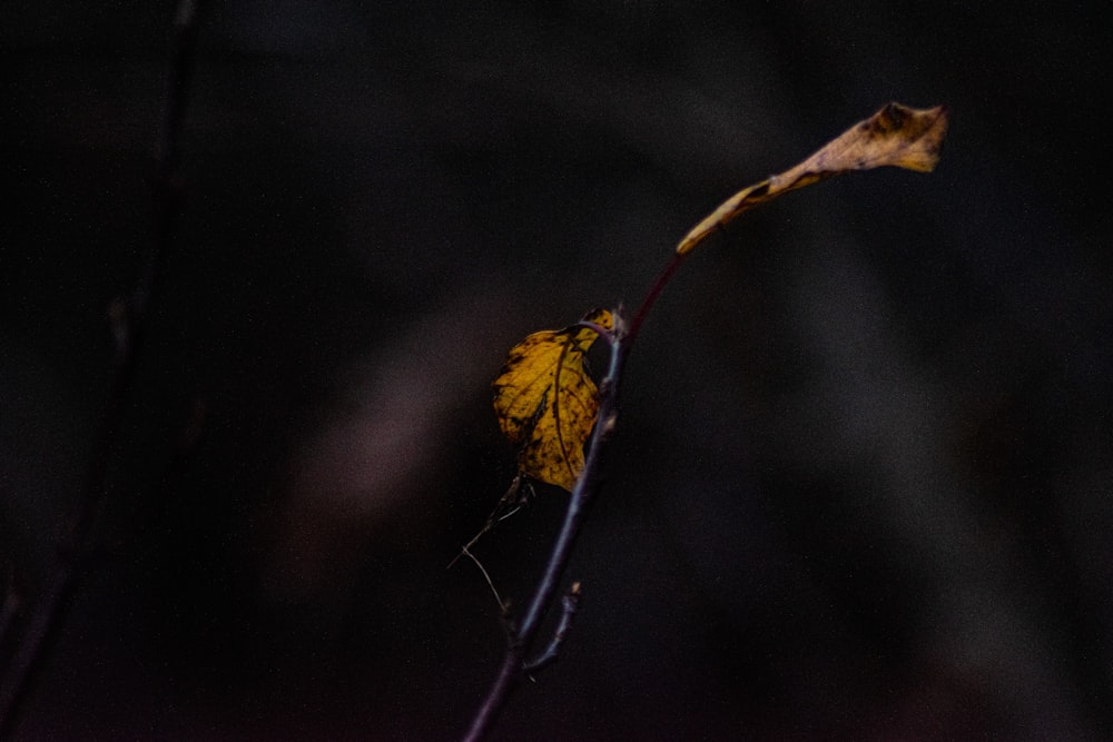 brown dried leaf on brown stem