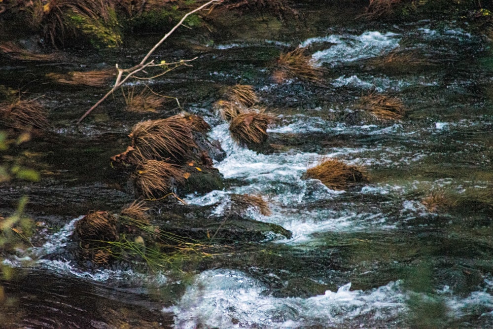 brown dried leaves on water