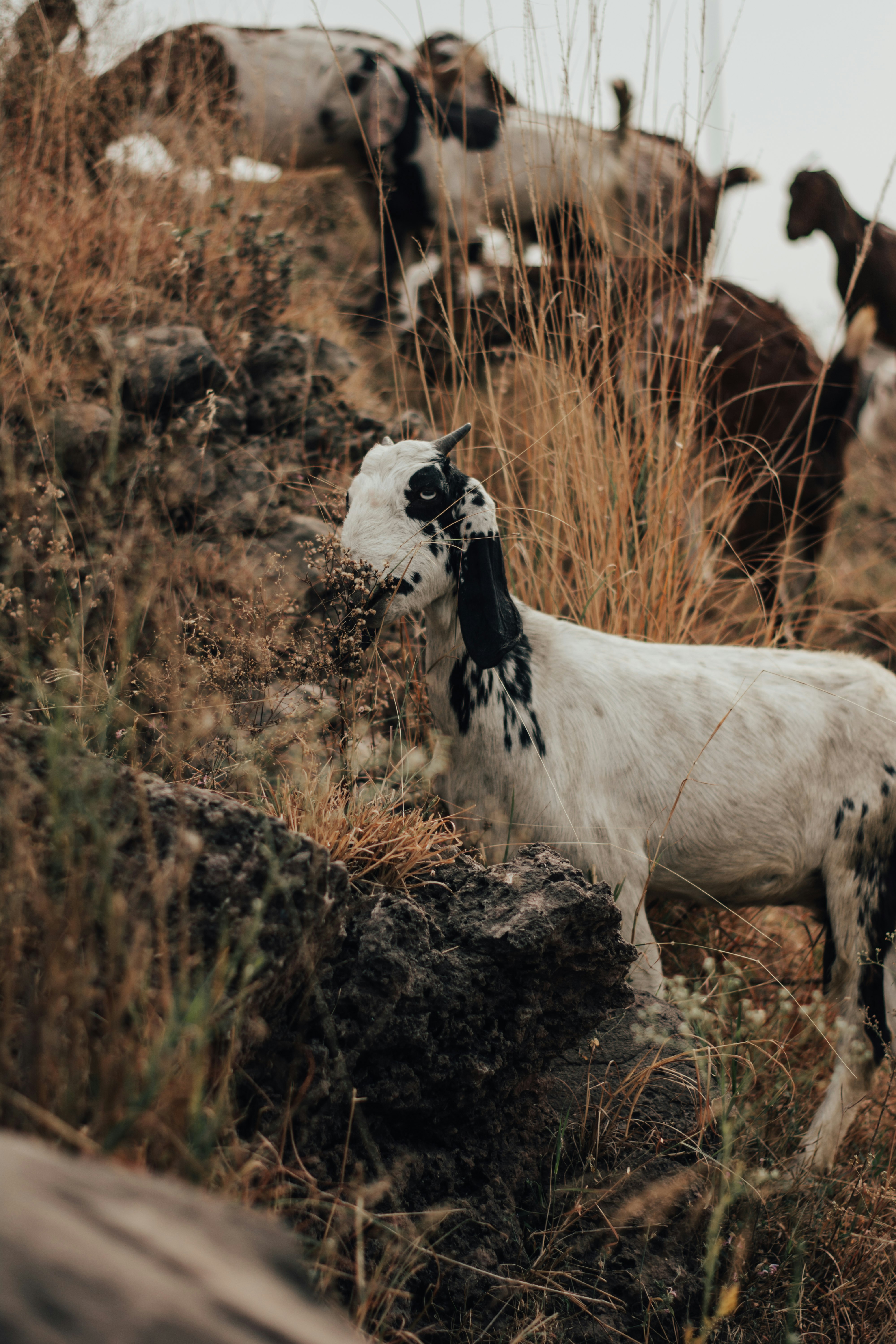 white and brown horse on brown grass field during daytime