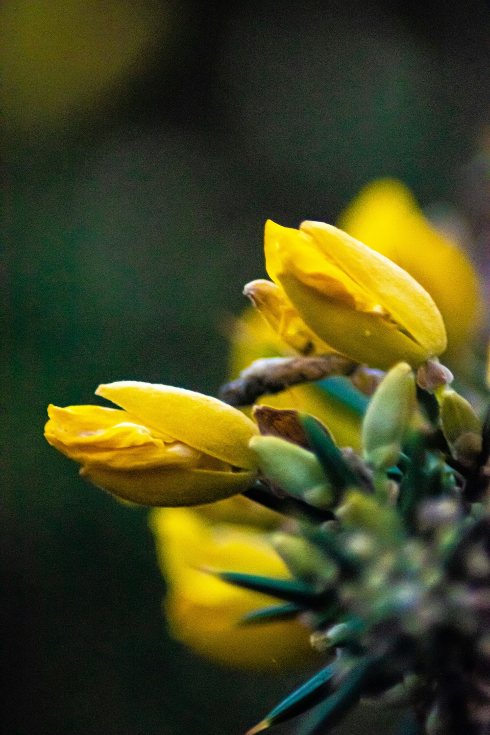 yellow flowers in tilt shift lens