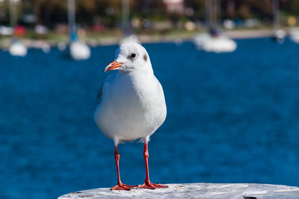 white bird on gray concrete surface during daytime