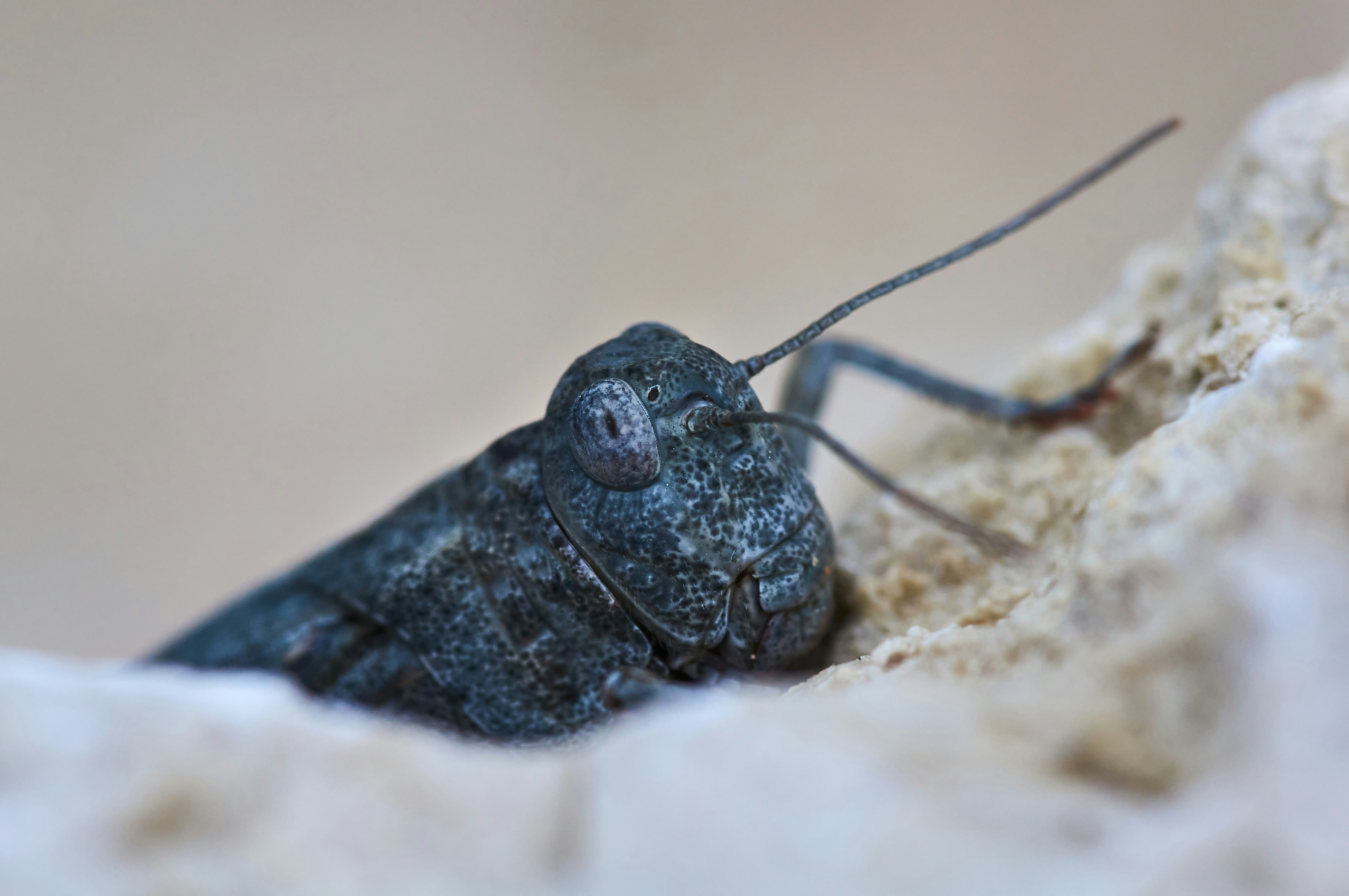 Photo by wolfgang_hasselmann