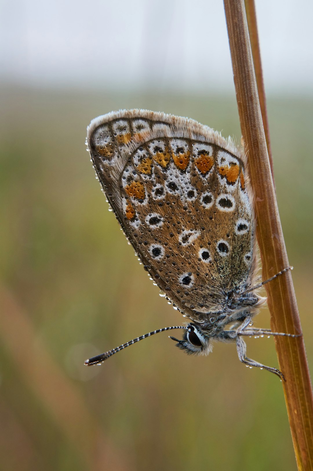 brown and white butterfly on brown stick