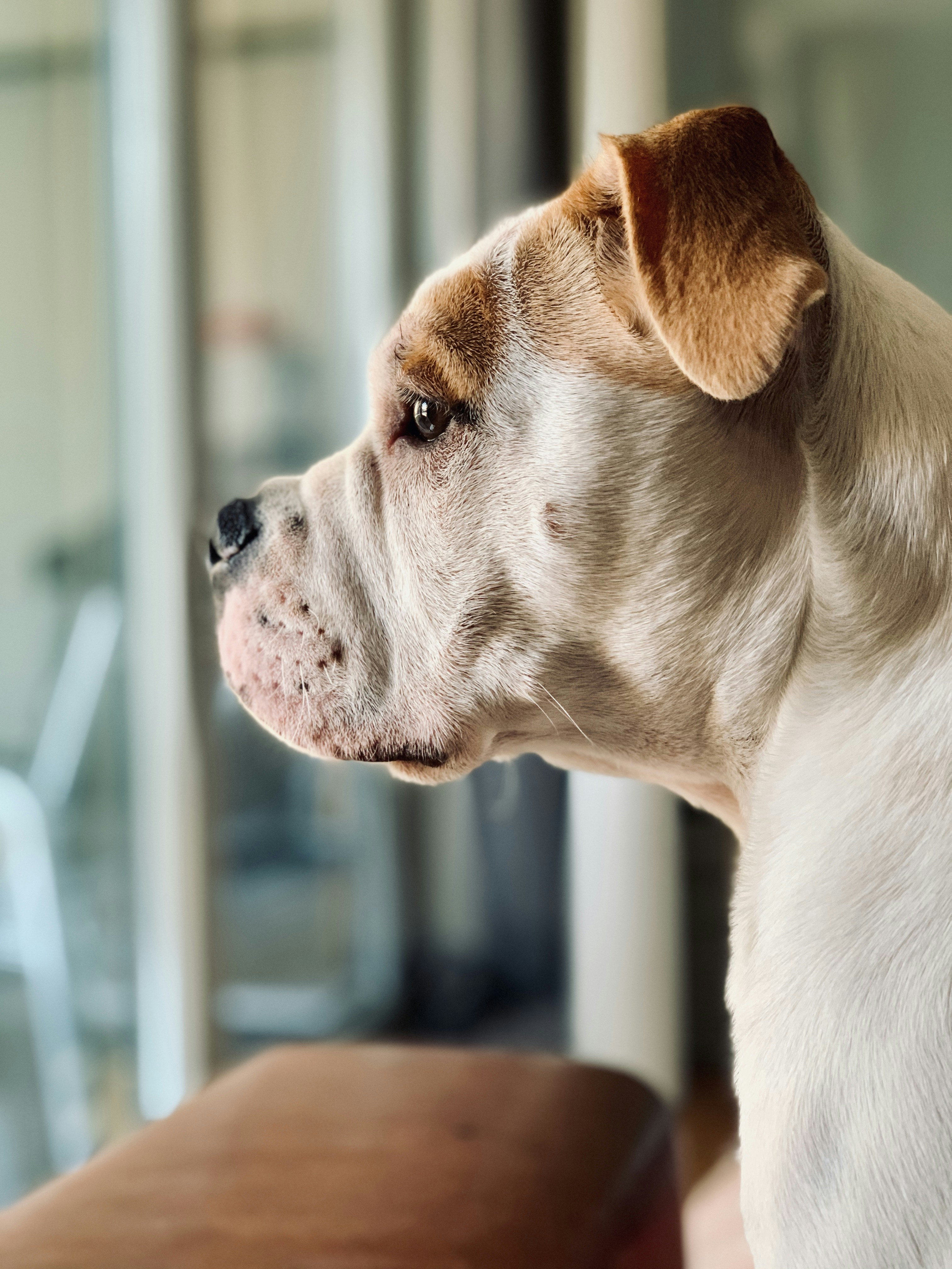 Photo by love4bulldogs