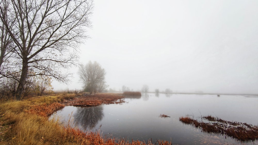 brown leafless tree near lake during foggy weather