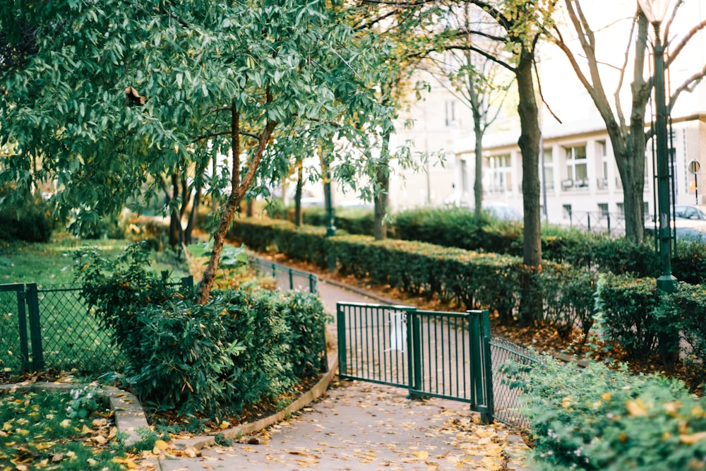 green trees near brown wooden fence during daytime