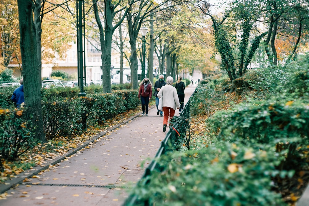 people walking on pathway between trees during daytime