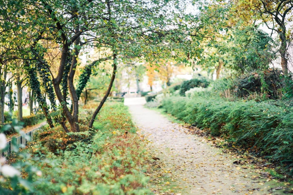 green trees and plants during daytime