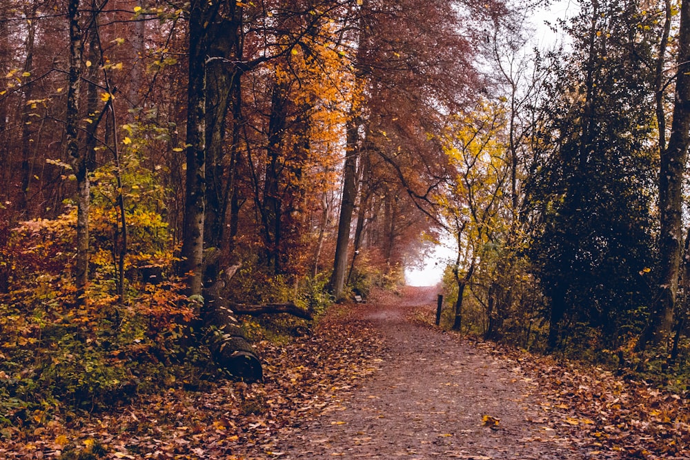 brown and green trees during daytime